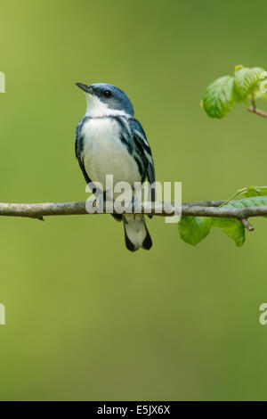 Il Cerulean trillo - Dendrica cerulea - adulti maschi riproduttori Foto Stock