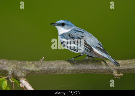 Il Cerulean trillo - Dendrica cerulea - adulti maschi riproduttori Foto Stock