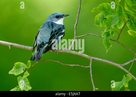 Il Cerulean trillo - Dendrica cerulea - adulti maschi riproduttori Foto Stock