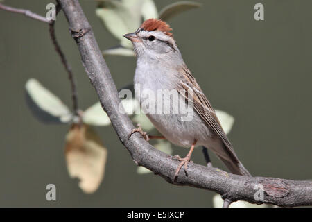 Chipping Sparrow - Spizella passerina - adulti da riproduzione Foto Stock