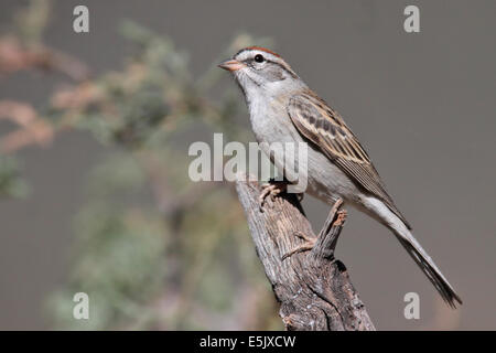 Chipping Sparrow - Spizella passerina - adulti da riproduzione Foto Stock