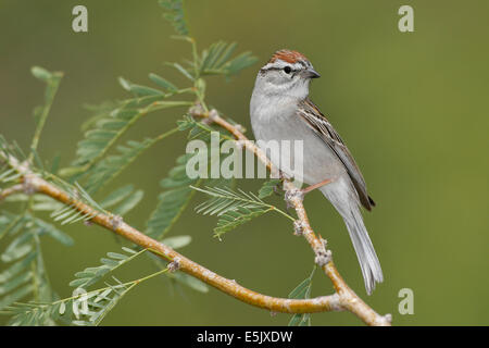 Chipping Sparrow - Spizella passerina - adulti da riproduzione Foto Stock