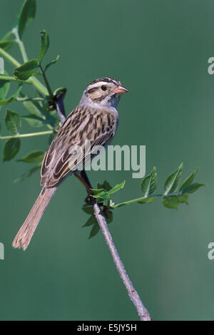 Clay-colorato Sparrow - Spizella pallida Foto Stock