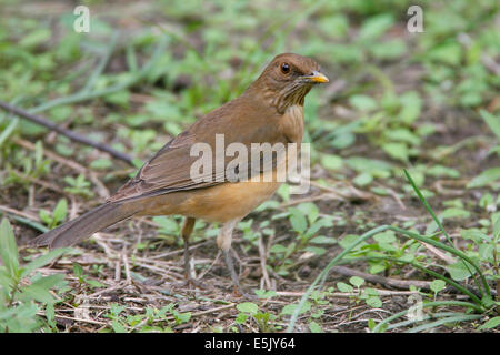 Clay-colorato tordo - Turdus grayi Foto Stock