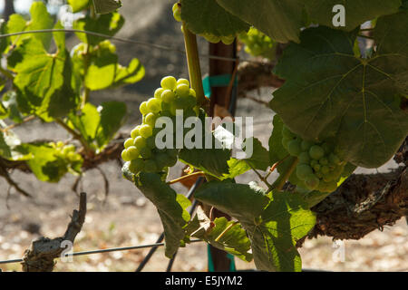 Close-up di NEO germogliando uve Chardonnay e foglie Foto Stock