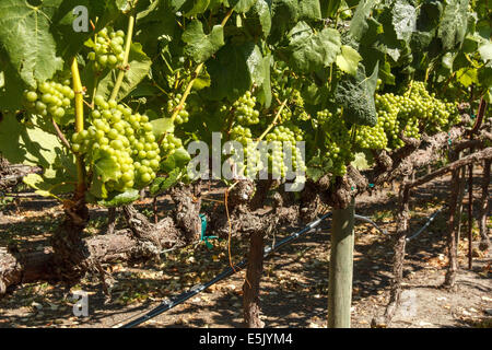 Close-up di NEO germogliando uve Chardonnay e foglie Foto Stock