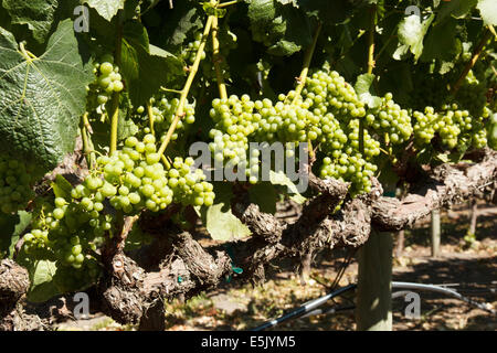 Close-up di NEO germogliando uve Chardonnay e foglie Foto Stock