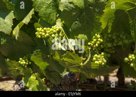 Close-up di NEO germogliando uve Chardonnay e foglie Foto Stock