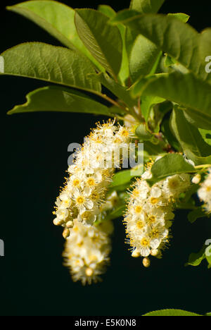 Strozzatura fiori di ciliegio, Metolius Wild & Scenic River, Deschutes National Forest, Oregon Foto Stock