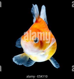 Pearlscale Goldfish isolato sul nera di alta qualità Studio shot rimosso manualmente dal background così il Finnage è completa Foto Stock