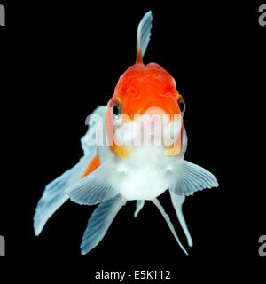 Oranda Goldfish isolato sul nera di alta qualità Studio shot rimosso manualmente dal background così il Finnage è completa Foto Stock