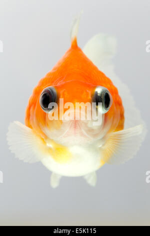 Pearlscale Goldfish isolato su bianco di alta qualità Studio shot rimosso manualmente dal background così il Finnage è completa Foto Stock