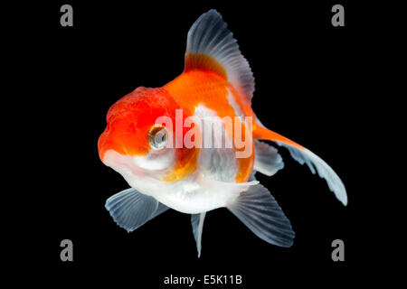 Oranda Goldfish isolato sul nera di alta qualità Studio shot rimosso manualmente dal background così il Finnage è completa Foto Stock