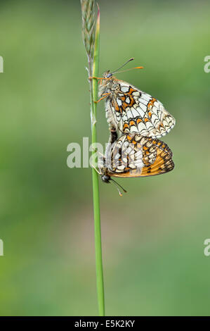 Heath fritillary butterfly (Melitaea athalia), Regno Unito Foto Stock