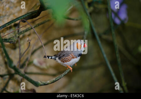 Zebra finch, Taeniopygia guttata, precedentemente Poephila guttata, al Parco delle Farfalle, Benalmadena, Costa del sol. Spagna. Foto Stock