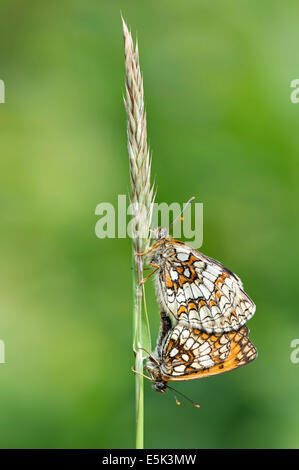 Heath fritillary butterfly (Melitaea athalia), Regno Unito Foto Stock