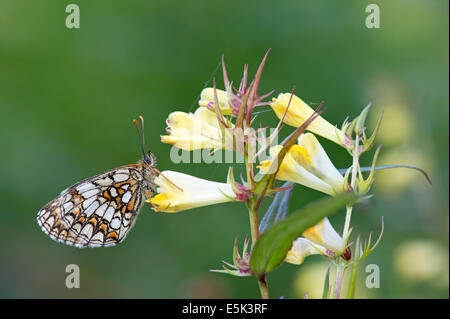 Heath fritillary butterfly (Melitaea athalia), Regno Unito Foto Stock