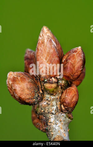 Inglese gemme di quercia REGNO UNITO Foto Stock