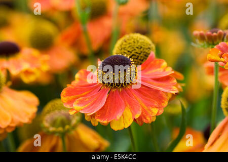 Helenium 'Sahin presto Flowerer'. Fiori Sneezeweed en masse in frontiera. Foto Stock