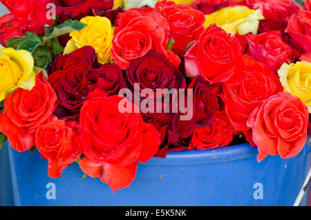 Bellissime rose sfondo floreale Foto Stock
