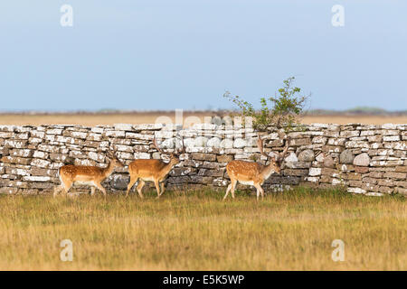 Daini bucks a piedi a un muro di pietra Foto Stock