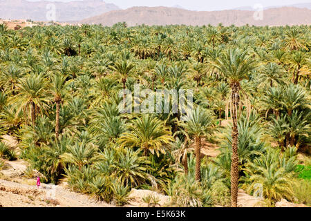 Vasta verdeggiante Palmeraies,informazioni agrico,Paolo Street,Travel & fotografo di paesaggio,Sud del Marocco,confina deserto del Sahara, Algeria Foto Stock