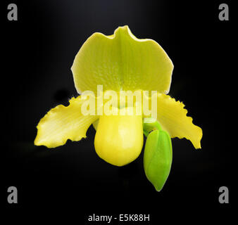 Orchid paphiopedilum insigne var sanderae Piante isolate su nero Foto Stock