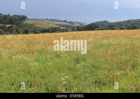 Prato di fiori selvaggi al Lost Gardens of Heligan, guardando verso Mevagissey, Cornwall, Regno Unito Foto Stock