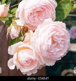 La luce rosa Inglese rosa ad arbusto regina di Svezia Foto Stock