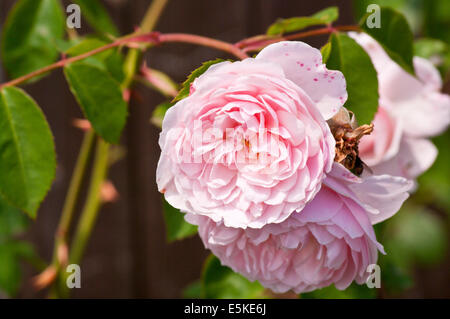 Rosa pallido inglese rosa ad arbusto 'Wisley 2008' Foto Stock