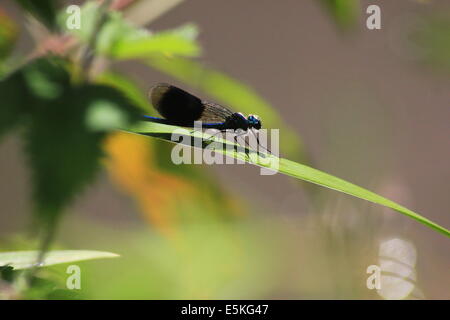 Nastrare maschio demoiselle Foto Stock