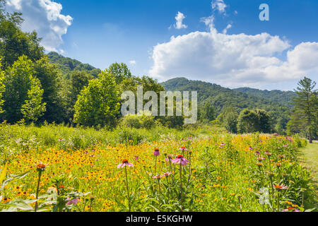 Fiori selvaggi che cresce a Stefano Mountain State Park Foto Stock