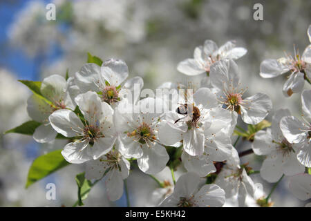 Bee sul ramo della ciliegia di fioritura in primavera Foto Stock