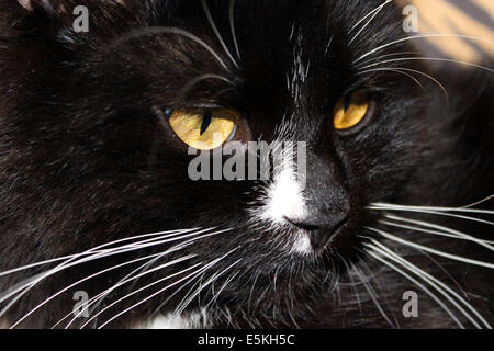 Close-up di muso di gatto nero Foto Stock