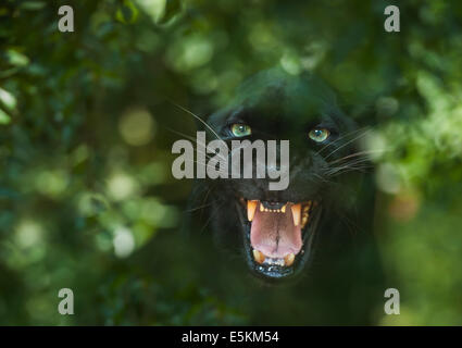 Captive leopardo nero a Forest salvataggio animale, Ocala, Florida USA Foto Stock