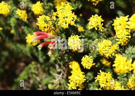 Fynbos specie in fiore in Betty's Bay, Sud Africa Foto Stock