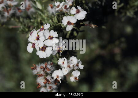 Fynbos specie in fiore in Betty's Bay, Sud Africa Foto Stock