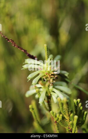 Fynbos specie in fiore in Betty's Bay, Sud Africa Foto Stock