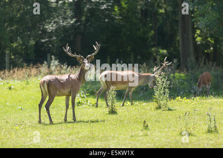 Due maschio mufloni ruminating su verdi prati in estate Foto Stock