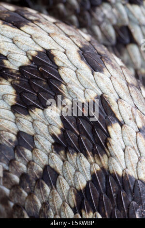 Il sommatore; Vipera berus; maschio; Close Up; Regno Unito Foto Stock