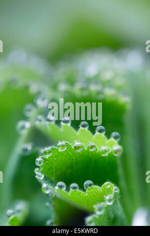 Lady del mantello; Alchemilla mollis; le goccioline di acqua sulle foglie; Regno Unito Foto Stock