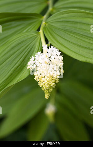 Smilacina racemosa. Falso Salomone guarnizione del fiore. Foto Stock