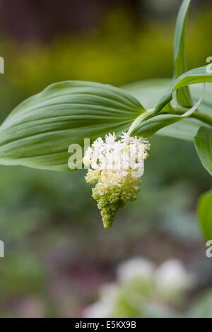 Smilacina racemosa. Falso Salomone guarnizione del fiore. Foto Stock