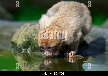 Barberia macaco Barberia Ape (Macaca sylvanus, Macaca sylvana), capretti Foto Stock