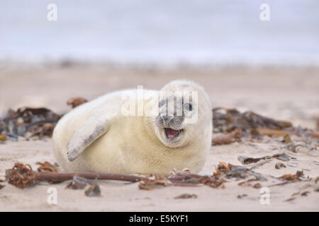 Guarnizione grigio (Halichoerus grypus), o urlatrici pup, Isola di Helgoland, Schleswig-Holstein, Germania Foto Stock