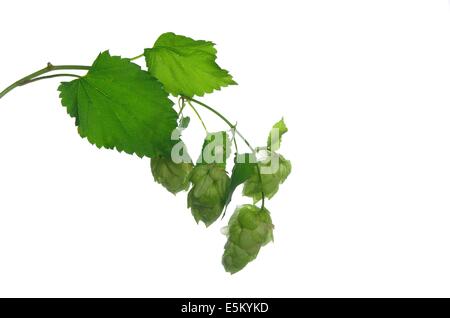 Il cono del luppolo da foglie su sfondo bianco Foto Stock