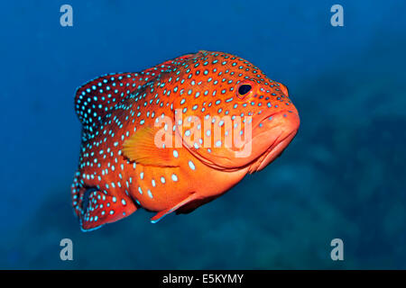 Coral Hind, Blue-Spot australe o Coral raggruppatore (Cephalopholis miniata), la Grande Barriera Corallina, Patrimonio Mondiale UNESCO Foto Stock