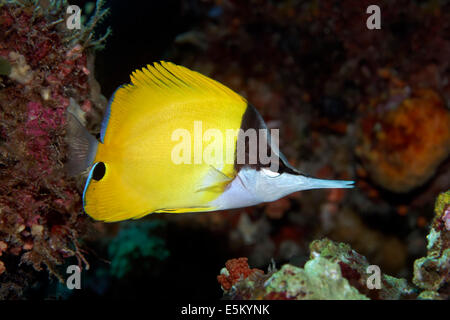 Giallo Butterflyfish Longnose (Forcipiger flavissimus), la Grande Barriera Corallina, patrimonio Unesco, Oceano Pacifico Foto Stock