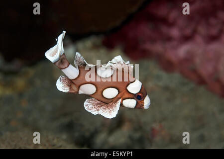 Arlecchino Sweetlips (Plectorhinchus chaetodonoides), il novellame, della Grande Barriera Corallina, Patrimonio Mondiale UNESCO Foto Stock