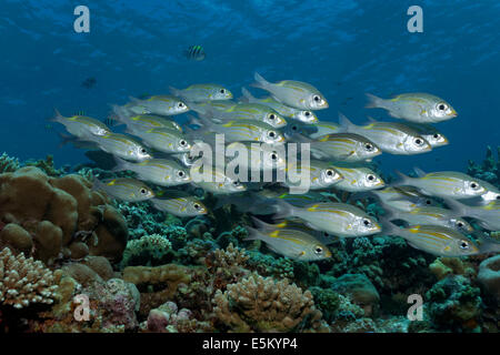 Sciame di strisce di gran-eye Orate (Gnathodentex aureolineatus) nuoto su una scogliera di corallo, della Grande Barriera Corallina, Patrimonio Mondiale Foto Stock